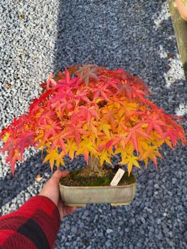Fächerahorn - Acer palmatum yamamomiji